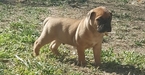 Small Photo #1 Bullmastiff Puppy For Sale in BORGER, TX, USA