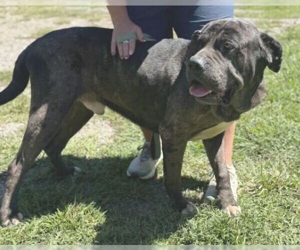 Medium Photo #6 Great Dane-Neapolitan Mastiff Mix Puppy For Sale in Rockaway, NJ, USA