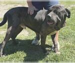 Small #5 Great Dane-Neapolitan Mastiff Mix