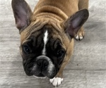Small Photo #5 French Bulldog Puppy For Sale in NAPA, CA, USA