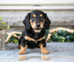 Small #1 Dachshund