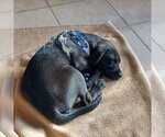Small #2 Golden Labrador