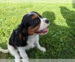 Small Photo #6 Cavalier King Charles Spaniel Puppy For Sale in WOOSTER, OH, USA