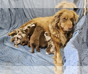 Australian Shepherd Puppy for Sale in GALVESTON, Indiana USA