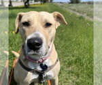 Small #19 American Pit Bull Terrier Mix