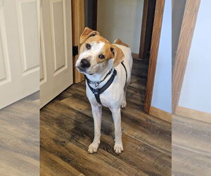 Retriever -Unknown Mix Dogs for adoption in Minneapolis, MN, USA
