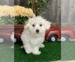 Small #1 Coton de Tulear