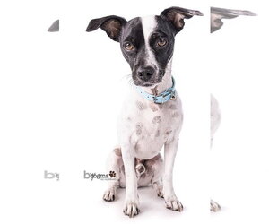 Jack-Rat Terrier Dogs for adoption in Newport Beach, CA, USA