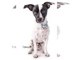 Little Boy *courtesy post - Male Jack-Rat Terrier Dog for Adoption - Small photo