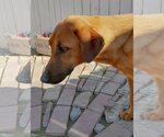 Small Photo #9 Redbone Coonhound-Unknown Mix Puppy For Sale in Apple Valley, CA, USA