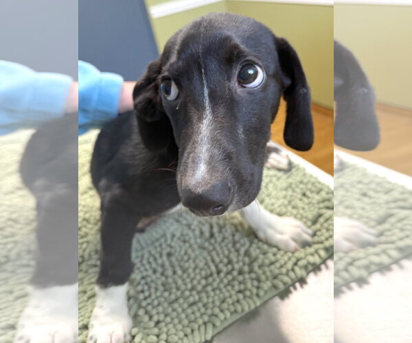 Medium Photo #3 Dachshund Puppy For Sale in Mount Airy, NC, USA
