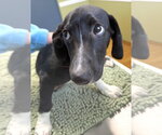 Small #2 Dachshund