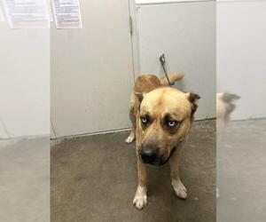 Labrador Retriever Dogs for adoption in Rosenberg, TX, USA