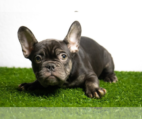 Medium Photo #3 French Bulldog Puppy For Sale in DANIA, FL, USA