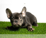 Small Photo #3 French Bulldog Puppy For Sale in DANIA, FL, USA