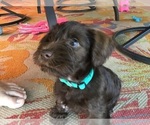 Small Photo #18 Schnauzer (Miniature) Puppy For Sale in CAPE CORAL, FL, USA