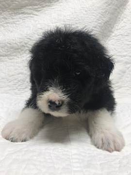 Medium Photo #6 Bordoodle Puppy For Sale in CRESTON, OH, USA