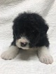 Small Photo #6 Bordoodle Puppy For Sale in CRESTON, OH, USA