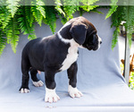Small #9 Great Dane