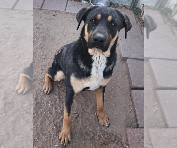 Medium Photo #1 American Bull Dogue De Bordeaux-German Shepherd Dog Mix Puppy For Sale in CALHAN, CO, USA