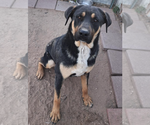 Small Photo #1 American Bull Dogue De Bordeaux-German Shepherd Dog Mix Puppy For Sale in CALHAN, CO, USA