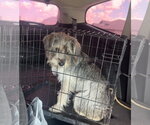 Small Photo #3 Miniature Schnauzer-Unknown Mix Puppy For Sale in Grafton, WI, USA