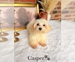 Small #6 Maltipoo