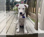Small #2 American Pit Bull Terrier Mix