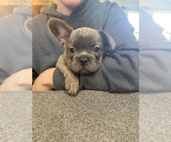Medium Photo #5 French Bulldog Puppy For Sale in BRUNSWICK, MO, USA