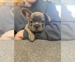 Puppy Baby blue French Bulldog
