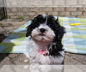 Havapoo Puppy for sale in GUTHRIE, KY, USA