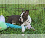Small #5 Boston Terrier
