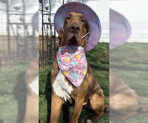 POEMMA - Female Bloodhound-Pointer Mix Dog for Adoption - Photo #3