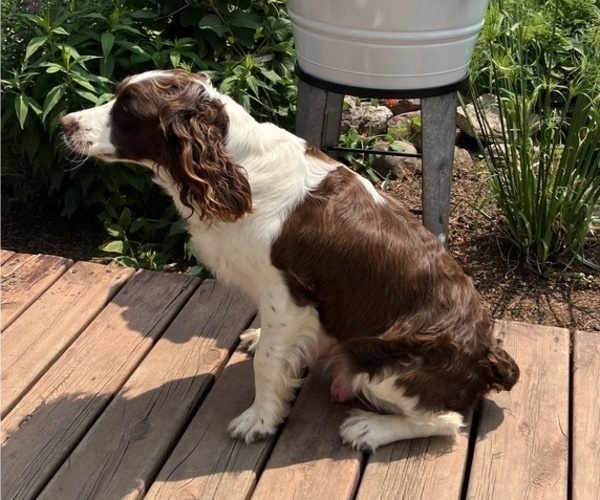 Medium Photo #1 English Springer Spaniel Puppy For Sale in OWEN, WI, USA