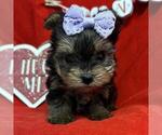 Small #11 Yorkshire Terrier