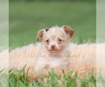 Small Photo #22 Chihuahua Puppy For Sale in WARSAW, IN, USA