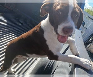 American Pit Bull Terrier-Doberman Pinscher Mix Puppy for sale in HOMESTEAD, FL, USA