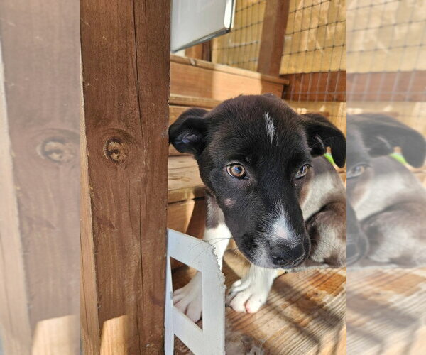 Medium Photo #3 Borador Puppy For Sale in oakland, FL, USA