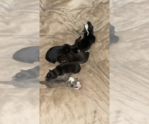 American Pit Bull Terrier-Siberian Husky Mix Puppy for sale in SIERRA VISTA, AZ, USA