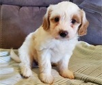 Small #7 Bernedoodle (Miniature)