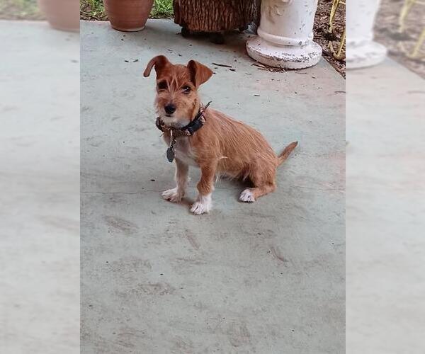 Medium Photo #1 Mutt Puppy For Sale in San Antonio, TX, USA