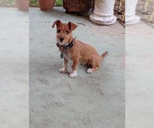 Mutt Dogs for adoption in San Antonio, TX, USA