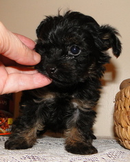 YorkiePoo Puppy for sale in STATHAM, GA, USA