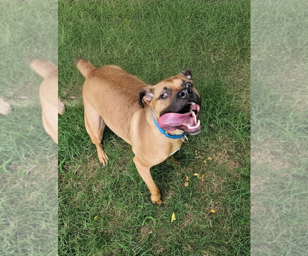 Medium Photo #2 Black Mouth Cur-Unknown Mix Puppy For Sale in Orange Grove, TX, USA