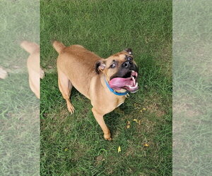 Brownie - Male Black Mouth Cur-Unknown Mix Dog for Adoption - Photo #2