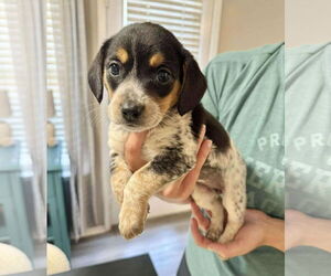Beagle-Unknown Mix Dogs for adoption in Princeton, MN, USA