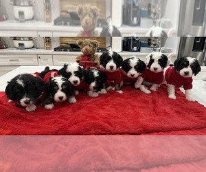 Bernedoodle Puppy for Sale in HERRIMAN, Utah USA