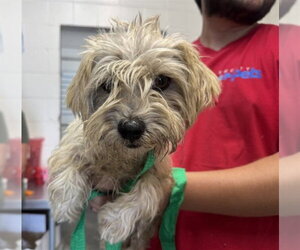 Mutt Dogs for adoption in San Bernardino, CA, USA