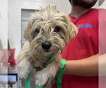 Small Mutt
