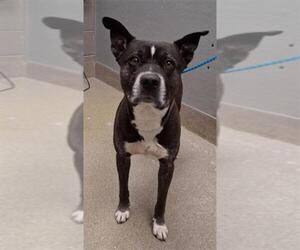 Siberian Husky-Unknown Mix Dogs for adoption in Las Vegas, NV, USA